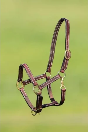 HFI Licol Cuir doublé Foal Livraison Express
