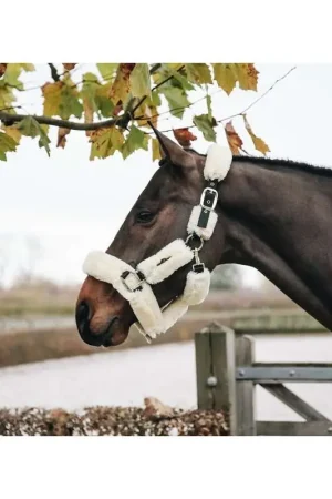 Kentucky Licol de transport mouton Must-Have