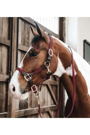 Kentucky Licol en nylon tressé Haute Qualité