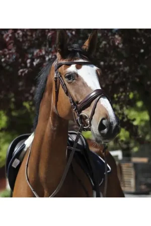 Quantité Limitée Masters Bridon Dressage Masters