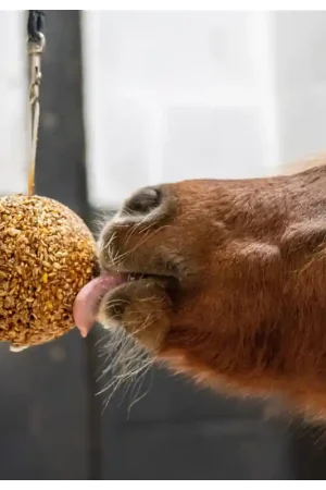 Likit Likit Granola Stall Ball Haute Qualité