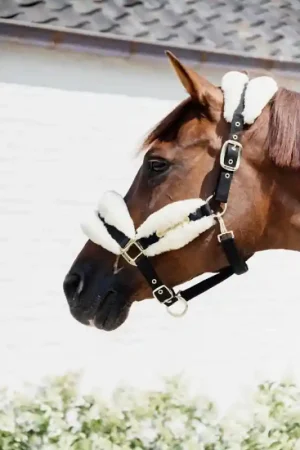 Acheter En Ligne Kentucky Licol Nylon mouton Soft