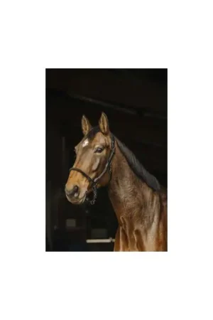 Vente Flash Norton Licol Cuir-Corde