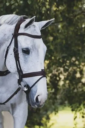 Antarès Sellier Bridon anatomique Précision muserolle confort Expédié Aujourd'hui