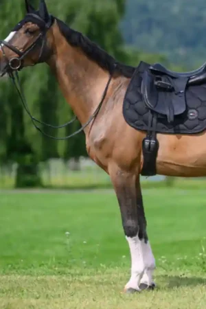 Must-Have Tommy Hilfiger Tapis de selle Dressage Emory