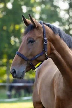 Nouvelle Collection LICOL ROYAL