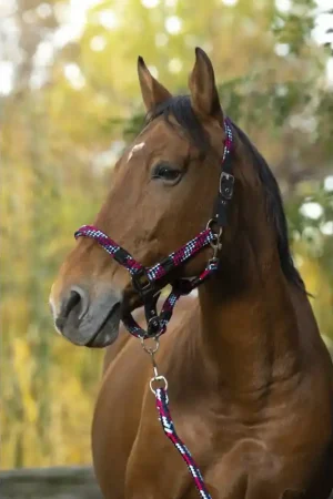 Super Prix LICOL + LONGE TRESSE