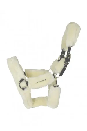 LICOL DE TRANSPORT MOUTON Dernier Modèle