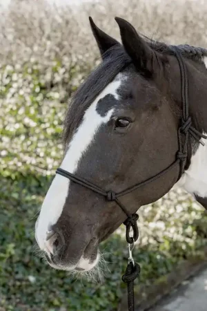 Licol ethologique - HARRY'S HORSE Paiement Sécurisé