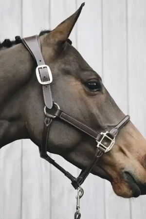 Nouveauté Licol anatomique en cuir - Kentucky