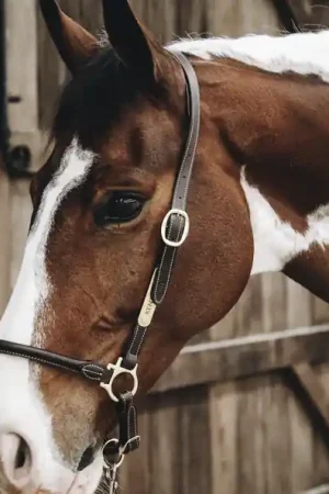 Licol de pansage en cuir - Kentucky Livraison Express