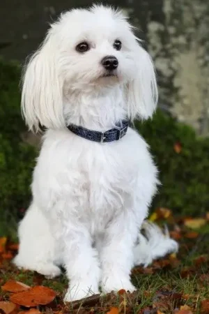 Collier pour chien Hollywood Glamorous - SD Design Prix Bas