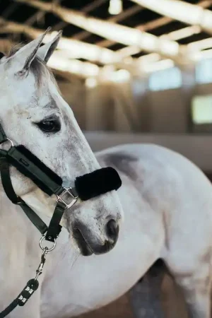 Usine Directe Licol doublé mouton et longe Equestrian Stockholm - Deep Olivine