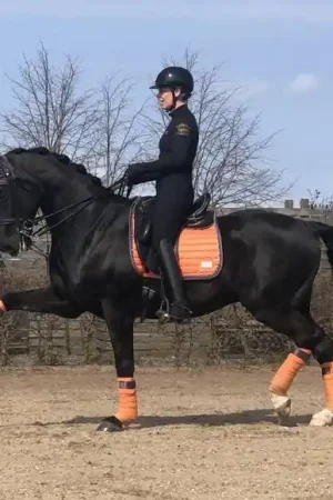 Bandes polaire Sweet Clementine - Equito Réduction