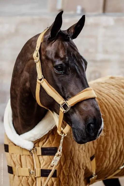 Meilleure Vente Licol Velvet - Kentucky