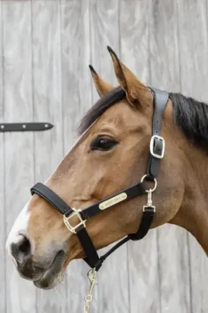 Pas Cher Licol anatomique nylon - Kentucky
