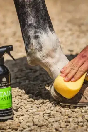 Shampoing sec Stainmaster - Carr & Day & Martin Promotion Saisonnière