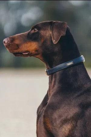 Nouveauté Collier de chien Royal Classic - Equestrian Stockholm