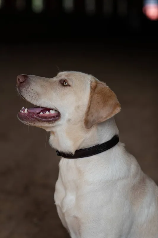 Collier pour chien Clean Black Raven - Equestrian Stockholm Vente Flash