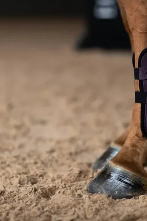 Guêtres Anatomic Tendon Black Raven - Equestrian Stockholm Meilleur Prix