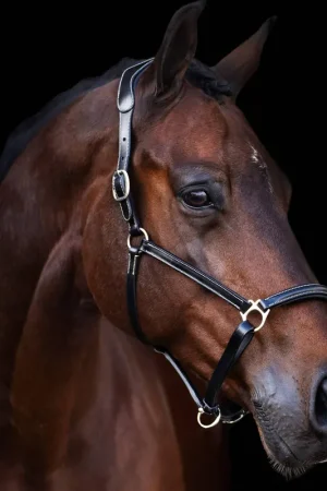 Petit Prix Licol en cuir Legacy - HV Polo