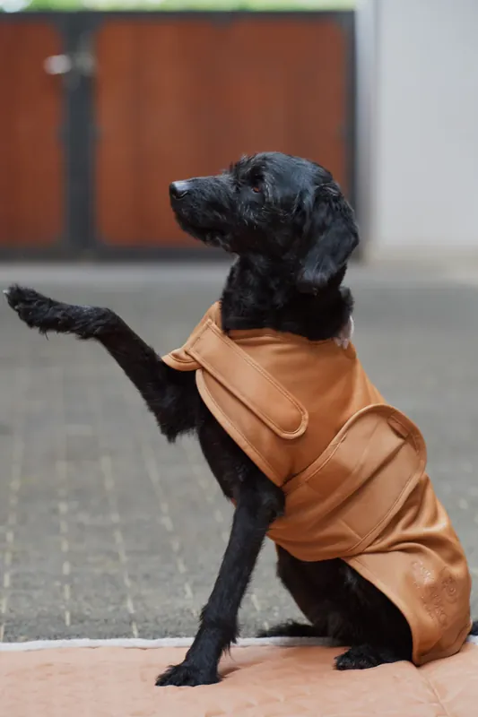 Acheter En Ligne Manteau pour chien softshell Platinum 2023 - Eskadron