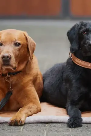Jusqu'à Épuisement Des Stocks Laisse et collier pour chien FAUX LEATHER Platinum 2023 - Eskadron