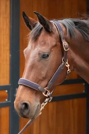 Licol en cuir Braided - Harry's Horse Meilleur Choix