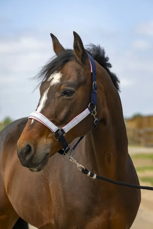 Authentique Licol Nylon Check - Equithème