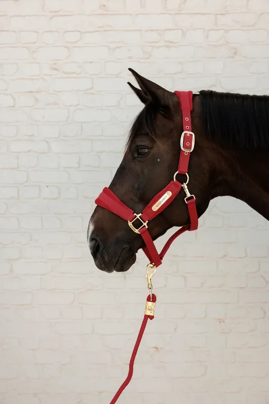 Licol Velvet Rouge - Kentucky Top Vente