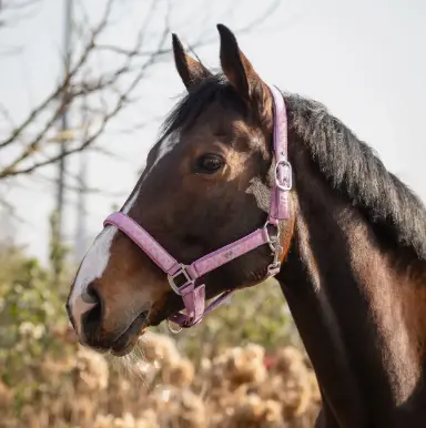 Nouvel Arrivage Licol Lyvia - QHP