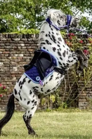 Prix Bas Licol HKM Funny Horses
