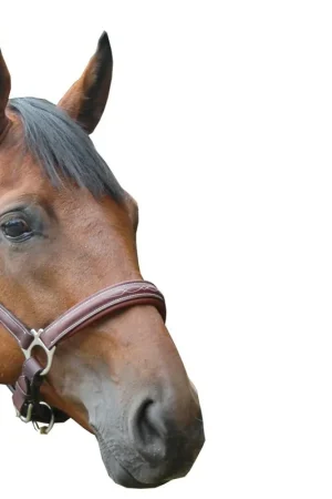 Solde Licol Privilège Equitation Royan