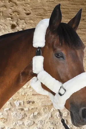 Licol de transport Canter Petit Prix
