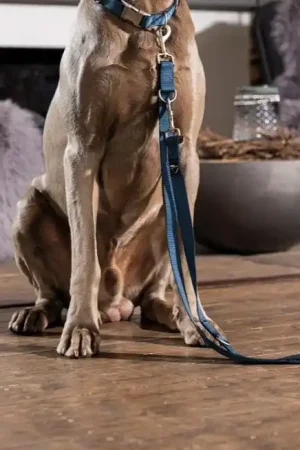 Usine Directe Laisse pour chiens HKM Anam Cara