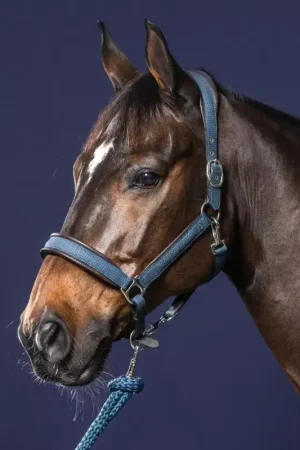 Bon Plan Licol nubuck cheval transport grooming New English Collection - Dy'on