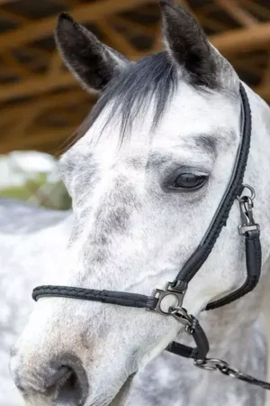 Nouveauté Licol grooming cheval Dialou - Pro-Confort Horsewear