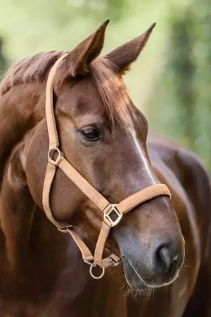 Authentique Licol cheval nylon doublé Satin - Waldhausen