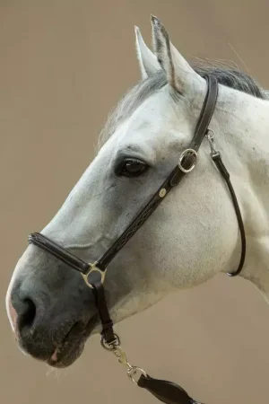 Licol cuir cheval de pansage Working Collection - Dy'on Commande En Gros