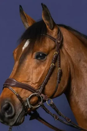 Bridon cheval en cuir 3 en 1 D Motion D Collection - Dy'on Commande En Gros