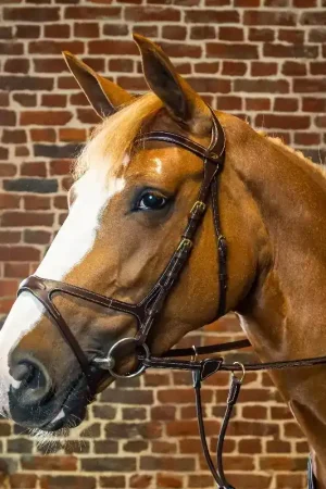 Bridon cheval X-Fit D Collection - Dy'on Meilleure Vente
