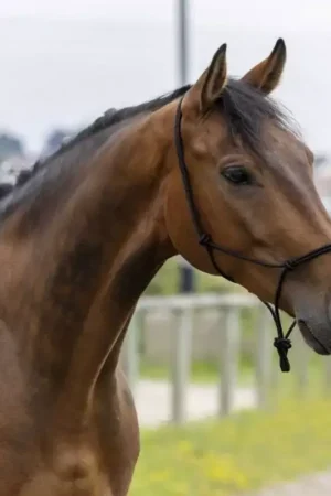 Licol éthologique à noeuds corde fine - Riding World Jusqu'à Épuisement Des Stocks