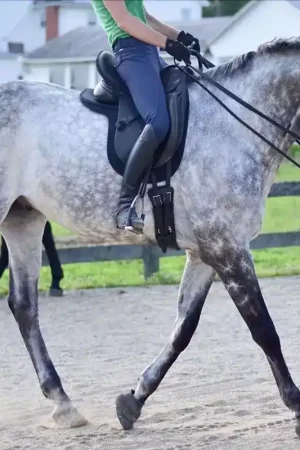 Vente Flash Dessus de selle dressage confort Seat Seaver - Thinline