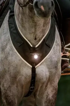 Collier de chasse cheval randonnée avec lampe Horselight - Kavalkade Affaire À Saisir