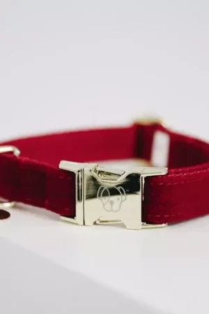 Meilleure Vente Collier chien Corduroy - Kentucky Dogwear