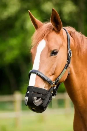 Expédié Aujourd'hui Panier muselière cheval anti-fourbure