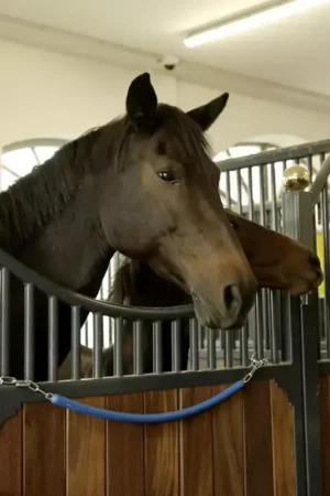 Chaine de box/porte couverture cheval gainé plastique Affaire À Saisir