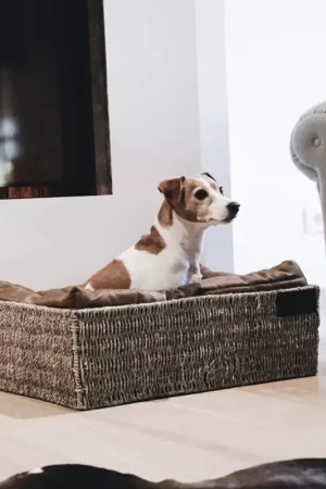 Prix Réduit Panier pour chien Basket - Kentucky