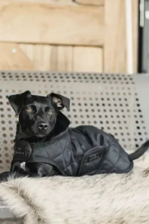 Acheter Direct Couverture chien 160 g - Kentucky Dogwear