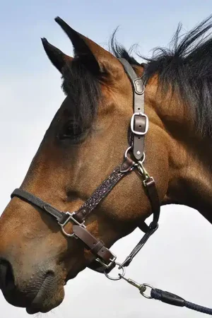 Licol cheval cuir Elegance Disco - IHWT Certifié